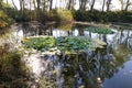 Nymphaea alba, Nymphaeaceae