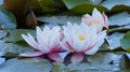 Nymphaea alba - Waterlily - Aquatic vegetation Royalty Free Stock Photo