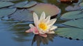 Nymphaea alba - Waterlily - Aquatic vegetation Royalty Free Stock Photo