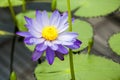 Nymphaea - beautiful water lily from Kew Gardens - Kew's stowaway blues Royalty Free Stock Photo