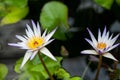 Nymphaea - beautiful water lily from Kew Gardens - Kew's stowaway blues Royalty Free Stock Photo