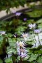 Nymphaea - beautiful water lily from Kew Gardens - Kew's stowaway blues Royalty Free Stock Photo