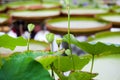 Nymphaea - beautiful water lily from Kew Gardens - Kew's stowaway blues Royalty Free Stock Photo