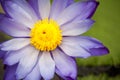 Nymphaea - beautiful water lily from Kew Gardens - Kew's stowaway blues Royalty Free Stock Photo