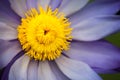 Nymphaea - beautiful water lily from Kew Gardens - Kew's stowaway blues Royalty Free Stock Photo