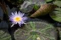 Nymphaea - beautiful water lily from Kew Gardens - Kew's stowaway blues Royalty Free Stock Photo