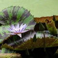 Nymphaea - beautiful water lily from Kew Gardens - Kew's stowaway blues Royalty Free Stock Photo