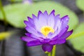 Nymphaea - beautiful water lily from Kew Gardens - Kew's stowaway blues Royalty Free Stock Photo