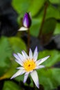 Nymphaea - beautiful water lily from Kew Gardens - Kew's stowaway blues Royalty Free Stock Photo