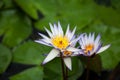 Nymphaea - beautiful water lily from Kew Gardens - Kew's stowaway blues Royalty Free Stock Photo