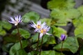 Nymphaea - beautiful water lily from Kew Gardens - Kew's stowaway blues Royalty Free Stock Photo