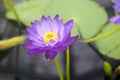 Nymphaea - beautiful water lily from Kew Gardens Royalty Free Stock Photo