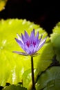 Nymphaea caerulea