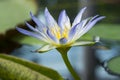 Nymphaea Caerulea - Blue Lotus of Egypt