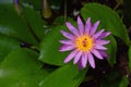 Nymphaea caerulea, blue lotus flower