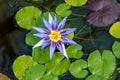 Nymphaea caerulea savigny (Blue Lotos of Egypt)