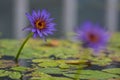 Nymphaea caerulea zanzibarensis water lily plant in bloom, beautiful flowering lotus flowers in decorative garden pond Royalty Free Stock Photo