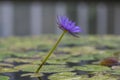 Nymphaea caerulea zanzibarensis water lily plant in bloom, beautiful flowering lotus flowers in decorative garden pond Royalty Free Stock Photo