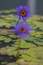 Nymphaea caerulea zanzibarensis water lily plant in bloom, beautiful flowering lotus flowers in decorative garden pond Royalty Free Stock Photo