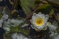 Nymphaea 'Caroliniana Nivea' Waterlily