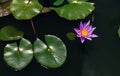 Nymphaea Cyanea Roxb. In the pond. Royalty Free Stock Photo