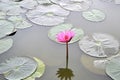 Nymphaea Cyanea. Royalty Free Stock Photo