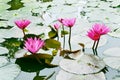 Nymphaea Cyanea. Royalty Free Stock Photo