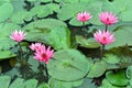 Nymphaea Cyanea. Royalty Free Stock Photo