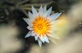 Nymphaea Daubenyana end of the life circle, fall to water surface after few days of blossom, beautiful water lily flower in a pond Royalty Free Stock Photo