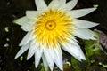 Nymphaea Daubenyana end of the life circle, fall to water surface after few days of blossom, beautiful water flower in a pond Royalty Free Stock Photo