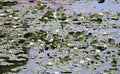 Nymphaea and floating leaves on the smooth surface of a small lake Royalty Free Stock Photo