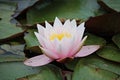 Nymphaea and floating leaves on the smooth surface of a small lake Royalty Free Stock Photo