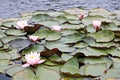 Nymphaea and floating leaves on the smooth surface of a small lake Royalty Free Stock Photo