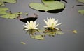 Nymphaea and floating leaves on the smooth surface of a small lake Royalty Free Stock Photo