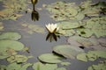 Nymphaea and floating leaves on the smooth surface of a small lake Royalty Free Stock Photo