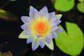 Nymphaea Gigantea Royalty Free Stock Photo