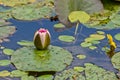 Nymphaea, green leaves of an aquatic plant attacked by a beetle Royalty Free Stock Photo