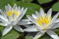 Nymphaea hermine flowering pond plant, beautiful bright white water lily in bloom, yellow center Royalty Free Stock Photo
