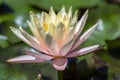 Nymphaea inner light flowering pond plant, beautiful bright white yellow water lily in bloom, yellow center Royalty Free Stock Photo