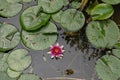 Nymphaea L-Nymphaea tetragona Georgi