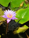 Nymphaea lotus Royalty Free Stock Photo