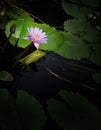 Nymphaea lotus Royalty Free Stock Photo