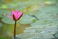 Nymphaea lotus