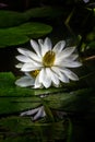 Nymphaea lotus, Egyptian white water-lily blooming at pond