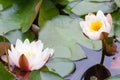 Nymphaea lotus f. thermalis Royalty Free Stock Photo