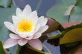 Nymphaea lotus f. thermalis Royalty Free Stock Photo