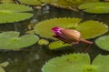 Nymphaea, lotus flower buds, water lily flower with lotus green leaves Royalty Free Stock Photo