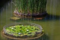 Nymphaea lotus flower and koi fish at Itamaraty Palace pond - Brasilia, Distrito Federal, Brazil