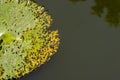 Nymphaea, lotus flower, water lily green leaf floating on water Royalty Free Stock Photo