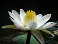 Nymphaea lotus var. thermalis flower